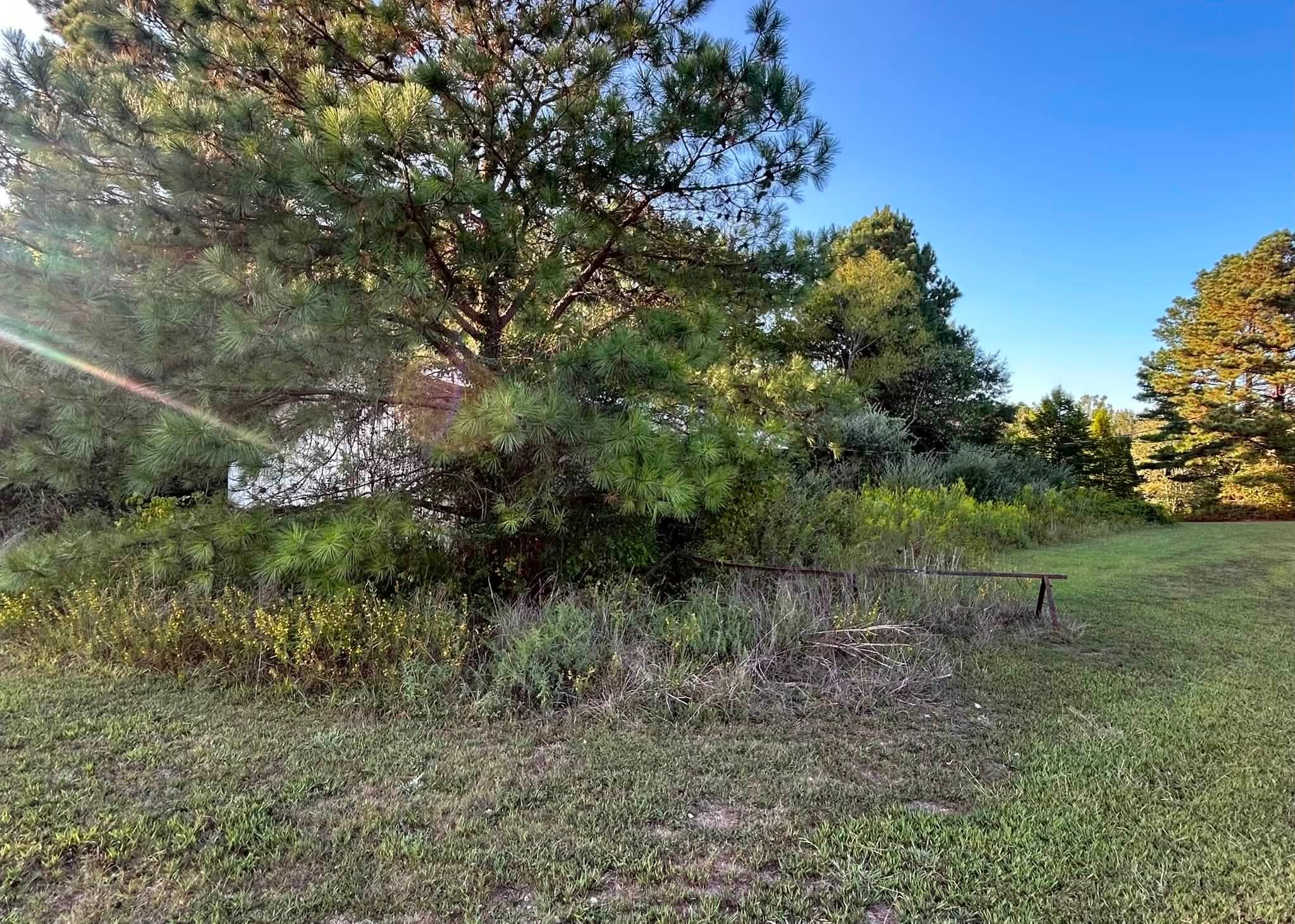 Workshop hidden behind dense overgrowth before clearing